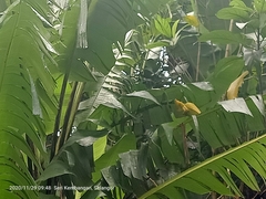 Musa acuminata flava