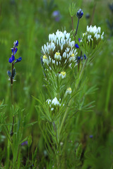 Castilleja lineariloba