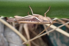 Stenocatantops mistshenkoi