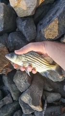 Morone mississippiensis