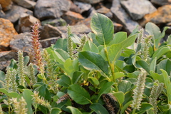 Salix petrophila