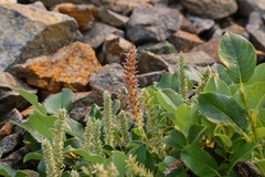 Salix petrophila