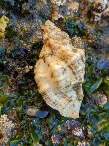 Ceratostoma nuttalli