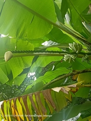 Musa acuminata flava