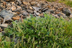 Salix petrophila