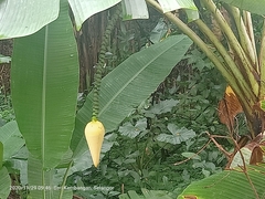 Musa acuminata flava