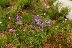 Penstemon procerus tolmiei