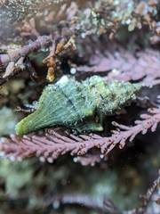 Urosalpinx subangulata