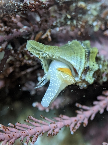 Urosalpinx subangulata image