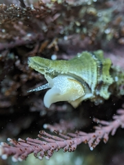 Urosalpinx subangulata