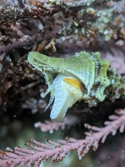 Urosalpinx subangulata
