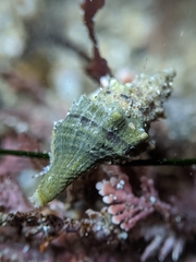 Urosalpinx subangulata