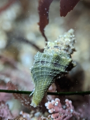 Urosalpinx subangulata