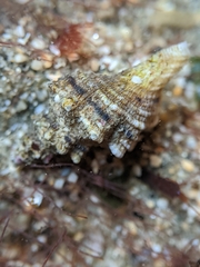 Urosalpinx subangulata