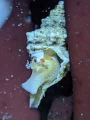Urosalpinx subangulata