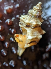Urosalpinx subangulata