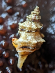 Urosalpinx subangulata