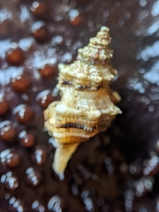 Urosalpinx subangulata