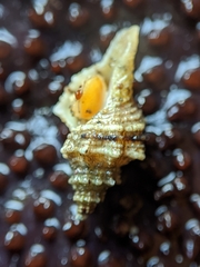 Urosalpinx subangulata