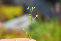 Stellaria borealis