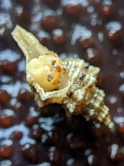 Urosalpinx subangulata