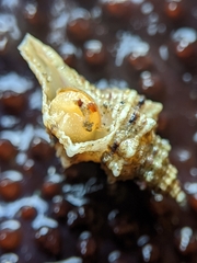 Urosalpinx subangulata