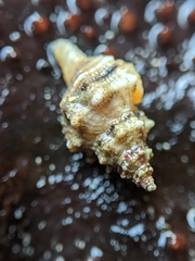Urosalpinx subangulata