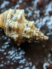 Urosalpinx subangulata