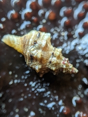 Urosalpinx subangulata