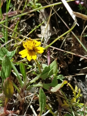 Bidens anthemoides