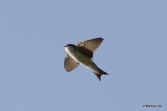 Pseudhirundo griseopyga