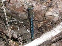 Aeshna caerulea