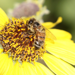 Apis mellifera