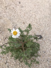 Perityle crassifolia robusta