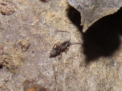 Pogonognathellus elongatus