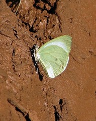 Pseudopieris nehemia