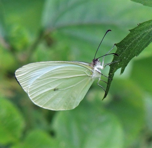 Clean Mimic-White