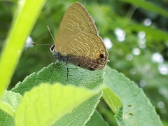 Anthene emolus goberus