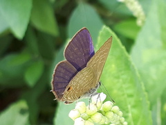 Anthene emolus goberus