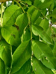 Fraxinus mandshurica