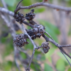 Asteromyrtus symphyocarpa