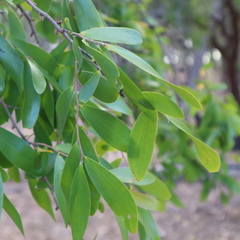 Asteromyrtus symphyocarpa