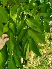 Fraxinus mandshurica