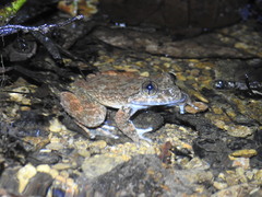 Limnonectes kuhlii