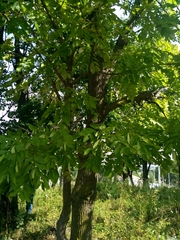 Fraxinus mandshurica
