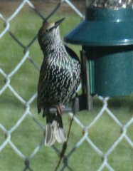 Sturnus vulgaris