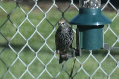 Sturnus vulgaris