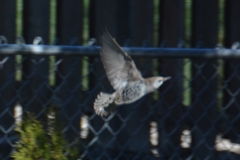 Sturnus vulgaris