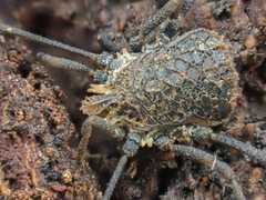 Ortholasma rugosum