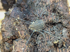 Ortholasma rugosum